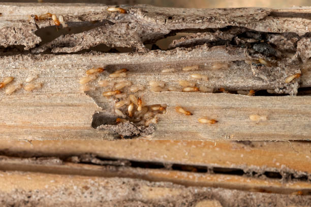 Best Affordable Exterminators  in Lukachukai, AZ