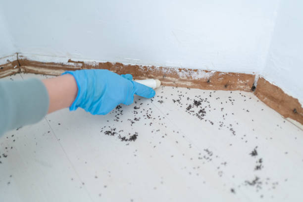 Best Ant Control Services  in Lukachukai, AZ